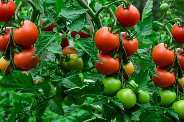 Growing Tomatoes 1403296 01 E87fc6443b55423890448cabb12efeba 768x511 